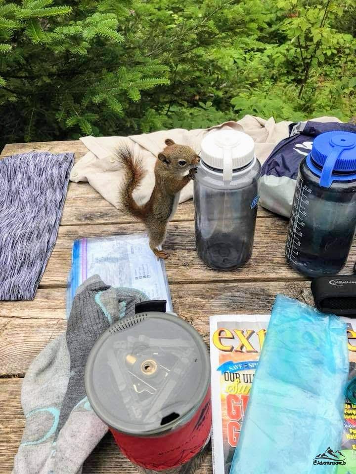 squirrel trying to get into my lunch