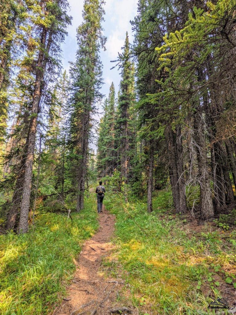 Wilcox Pass Trail in Jasper National Park