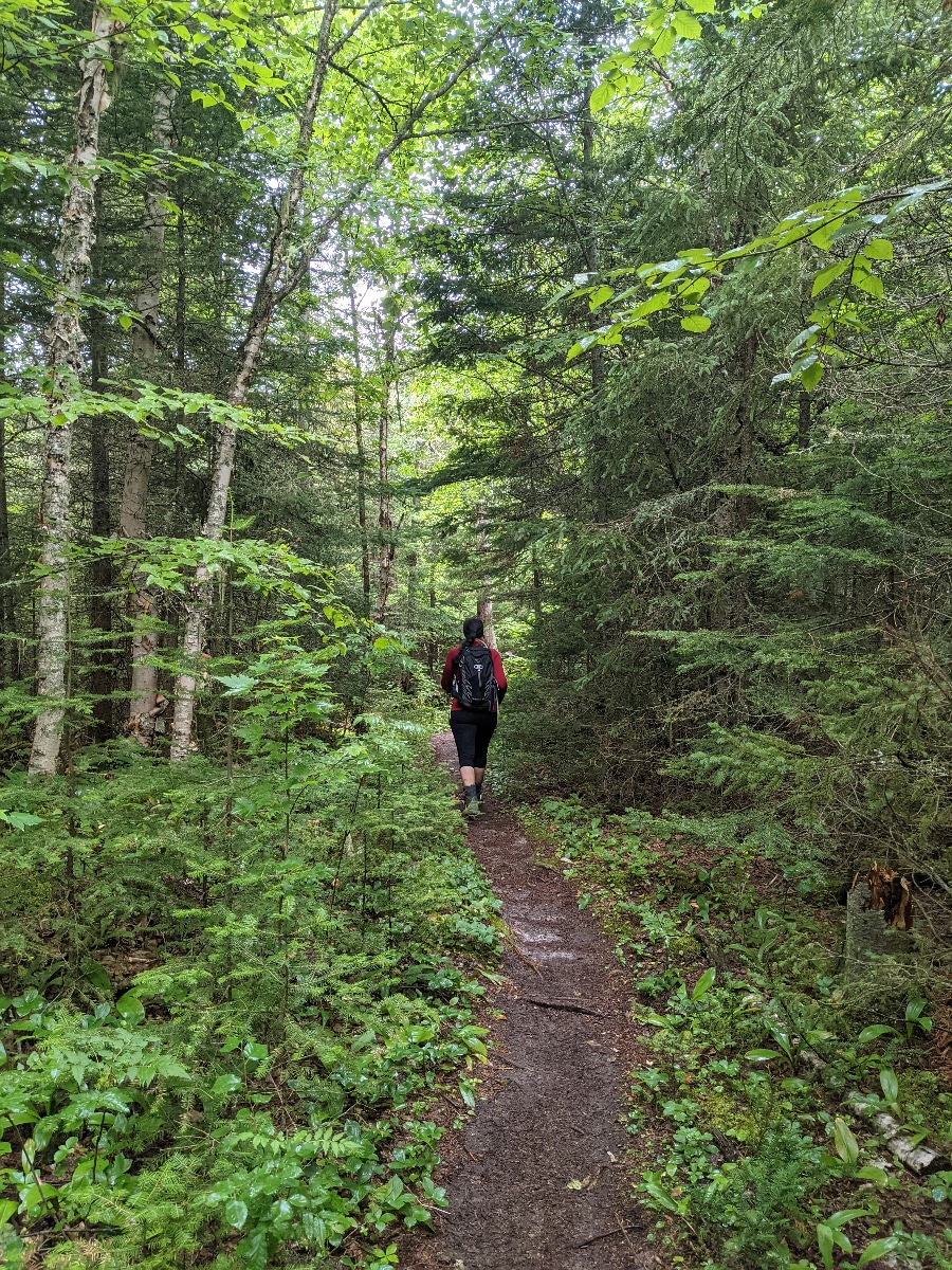 hiker on a dirt-packed trail in the green forest
