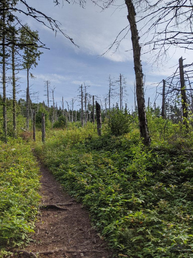 Burnt trees of Hattie Cove Fire Walk Hike in Pukaskwa National Park.