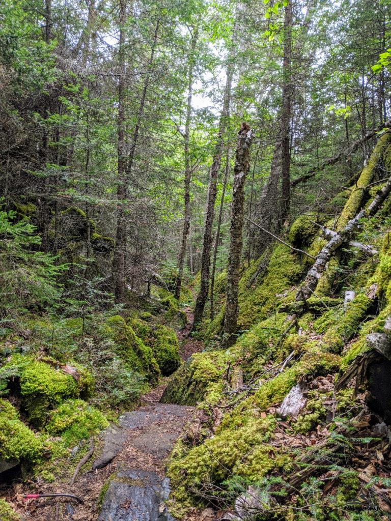 moss-covered rocks and trees in Pukaskwa National Park