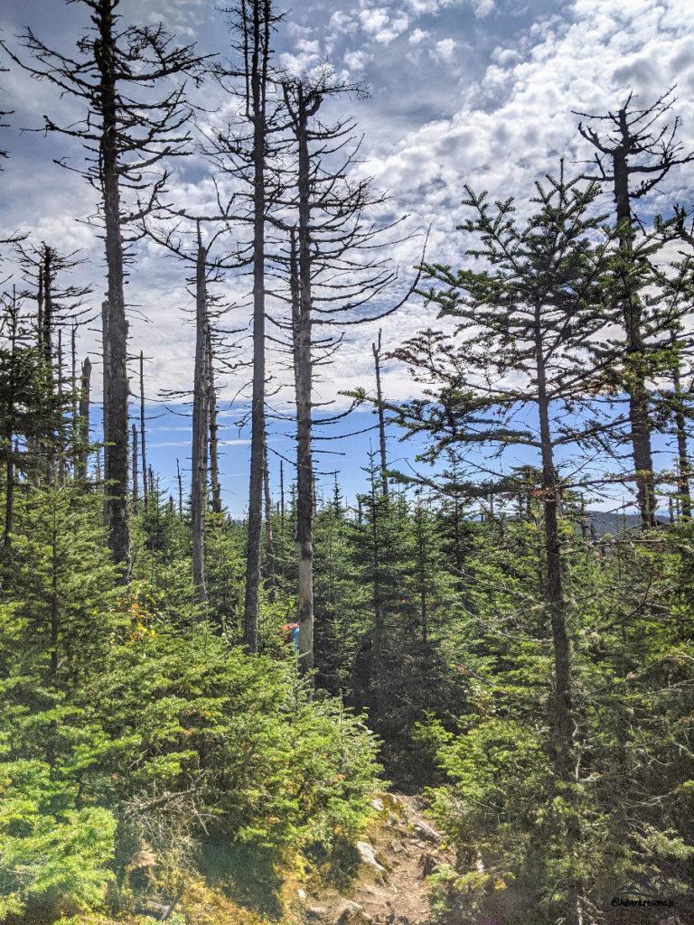 Sparse trees close to the summit on the hiking trails on Mont Gosford
