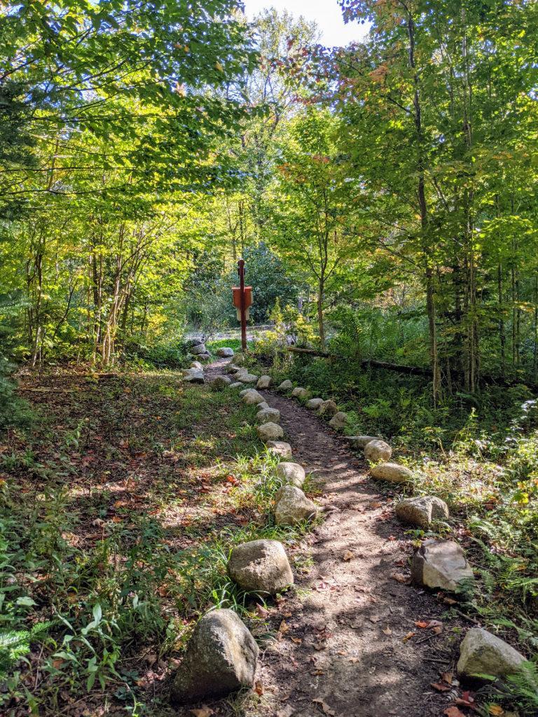 Trail in the mixed forest