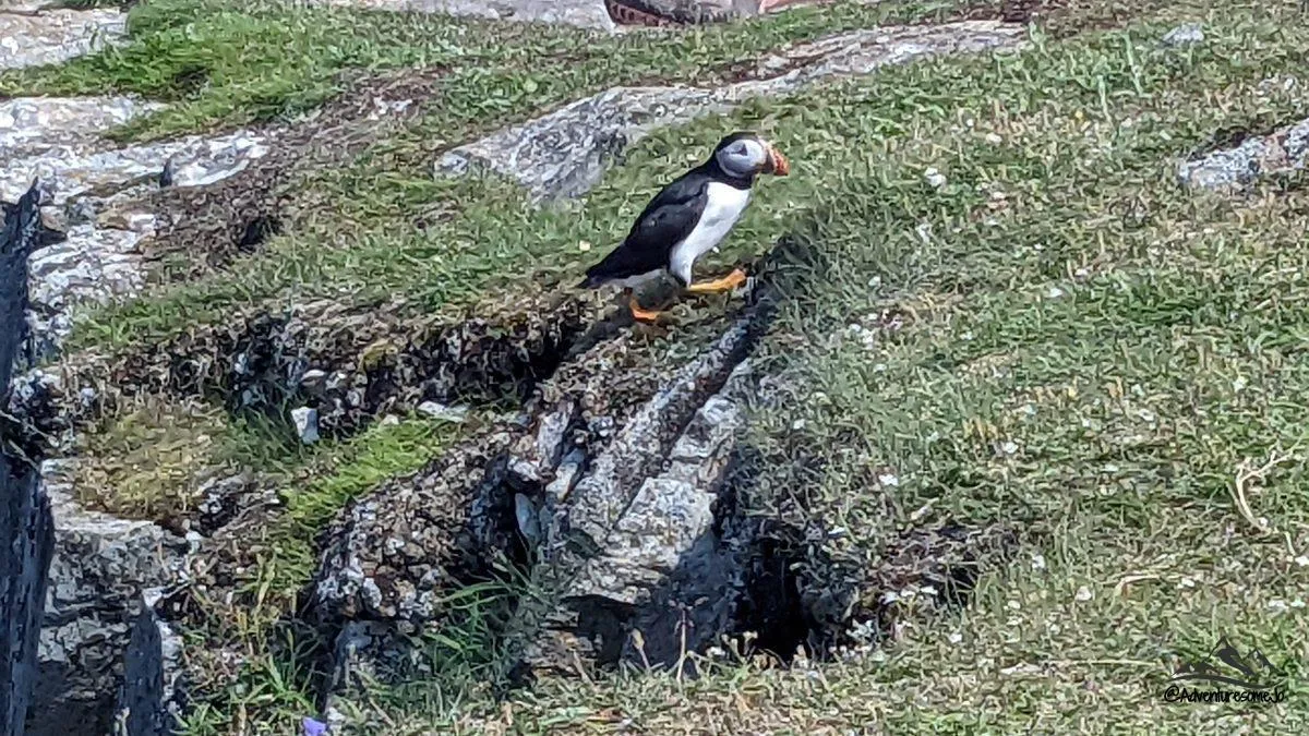 puffin walking on the grassy patch near Elliston Newfoundland