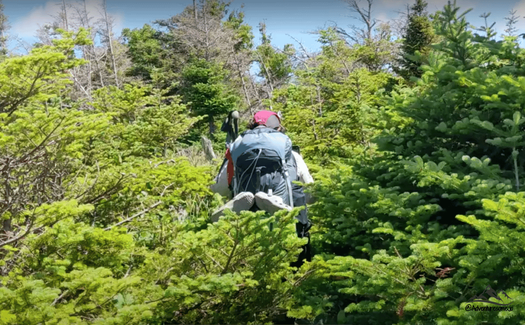 Walking through tuckamore and fir trees on Snug Harbour Trail in Gros Morne National Park