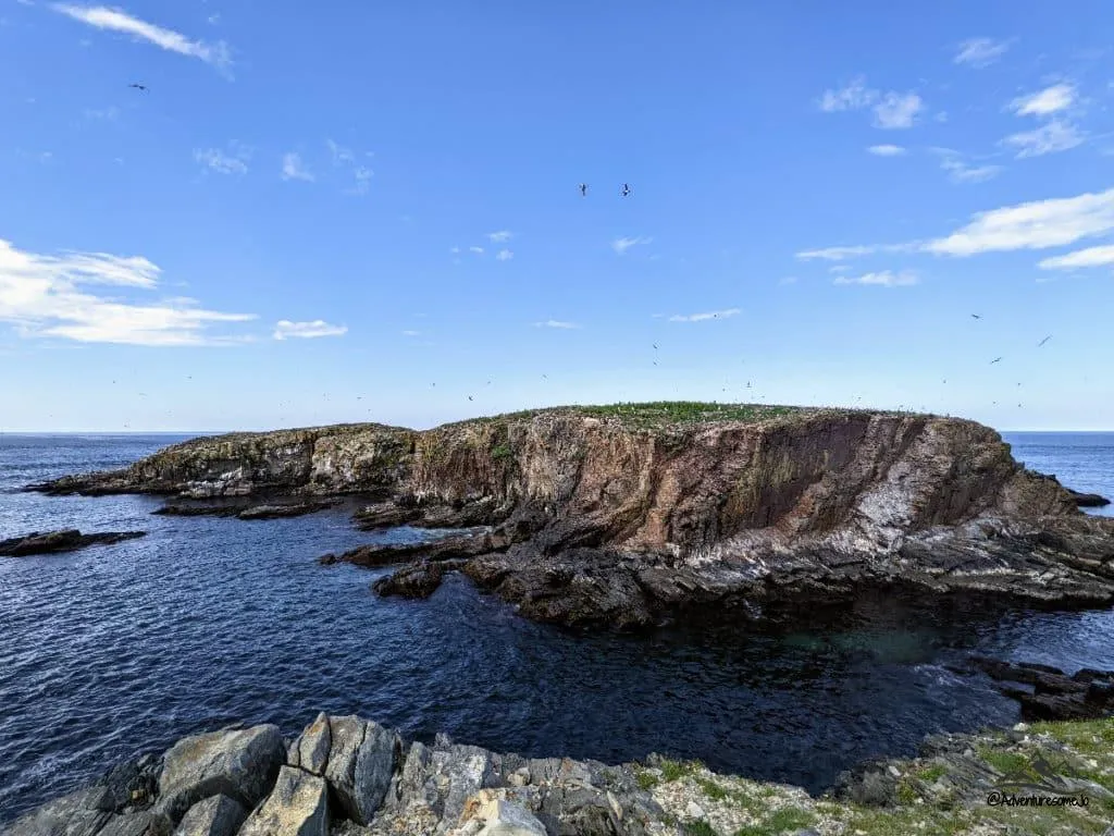 Puffins Colony on an rocky island in Elliston Newfoundland