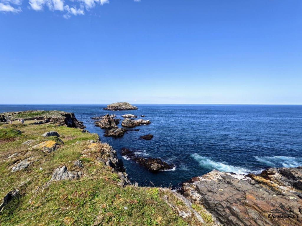 Puffins Colony in Elliston Newfoundland