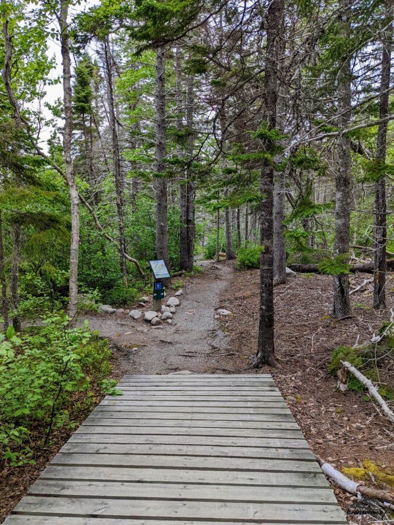 a boadwalk and fork on the Jack Pine Trail in Cape Breton Highlands National Park