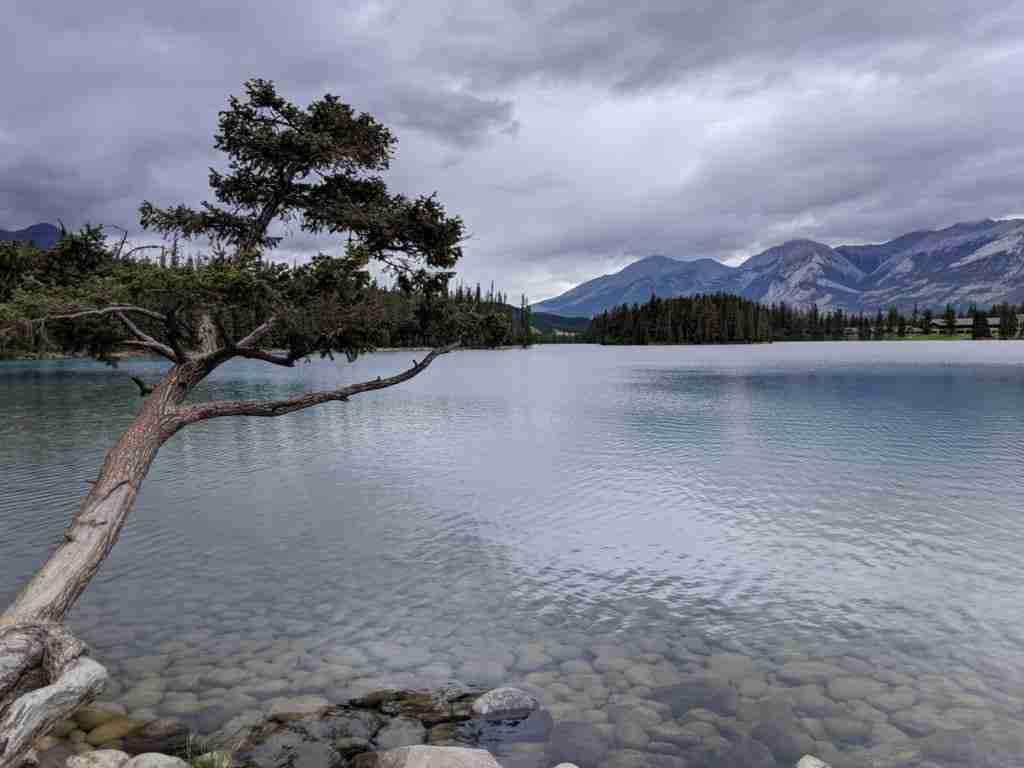 Overhanging tree on the family hike around Lake Beauvert in Jasper