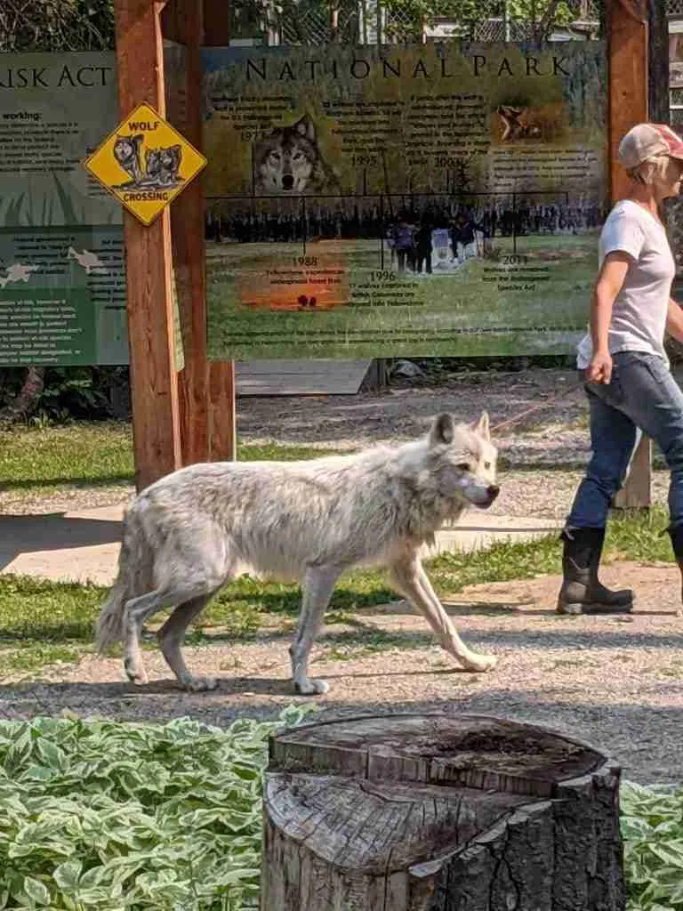 Female white Wolf coming back to the refuge from her nature walk at the Northern Lights Wolf Center in Golden BC