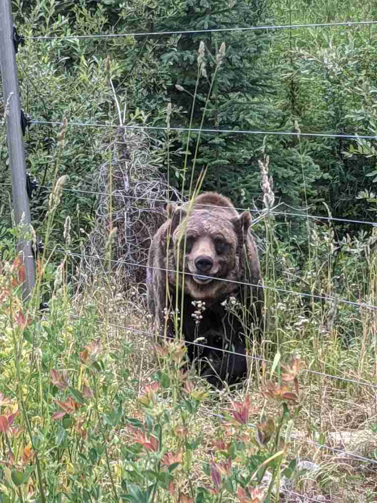 Boo the big brown Grizzly bear at the Kicking Horse Bear Refuge in Golden BC