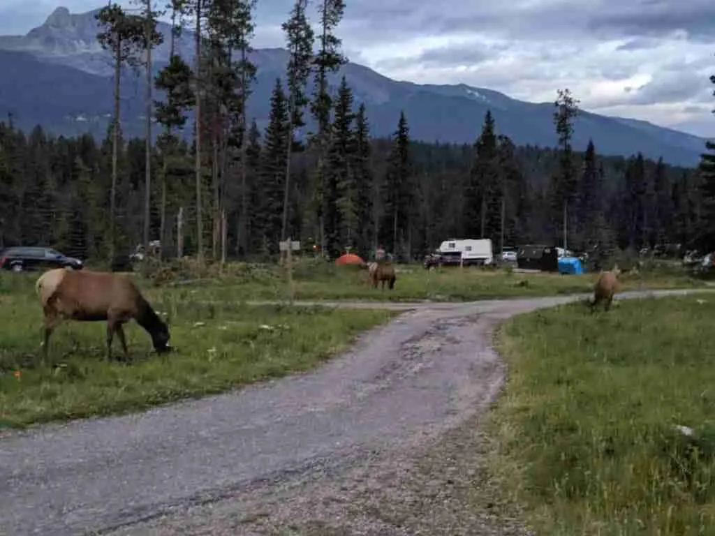 wapiti walking and grazing in the Wapiti Campground in Jasper National Park