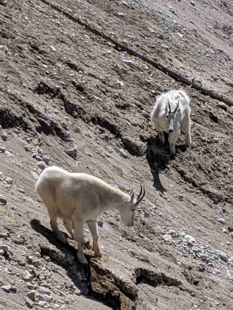 Mountains Goats in the Canadian Rockies