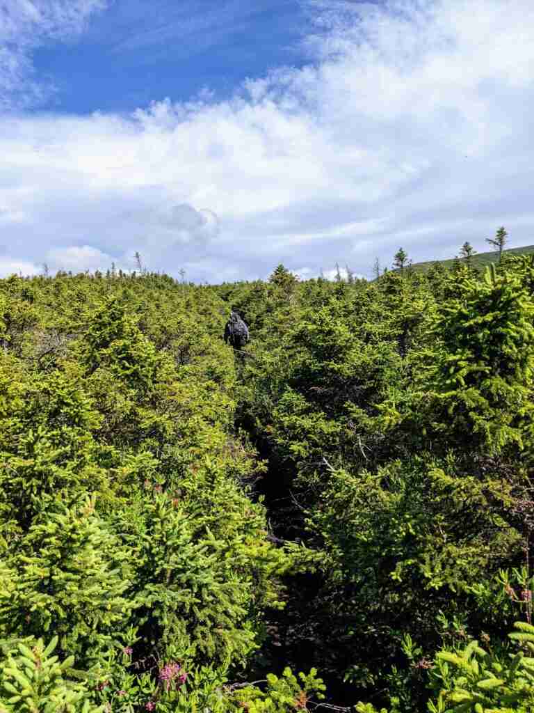 walking in tuckamore on Long Range Traverse