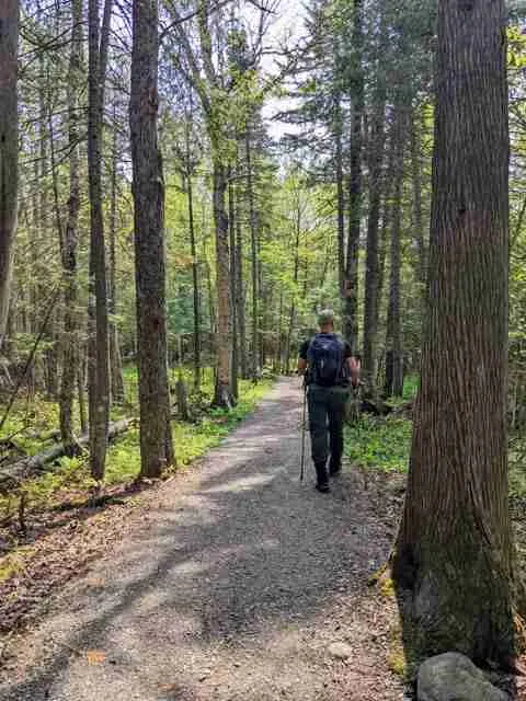 hiker on a dirt-packed trail bordered by tall pine trees