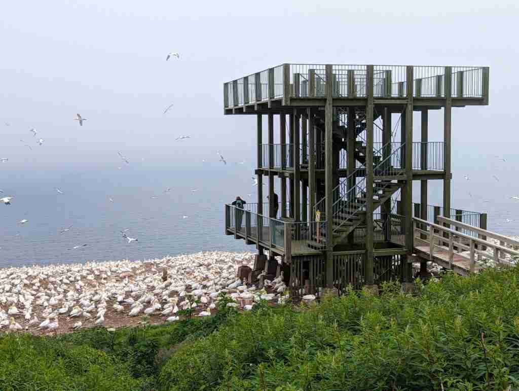 observation tower with the gannet colony at its base and gannets flying above on Bonaventure Island