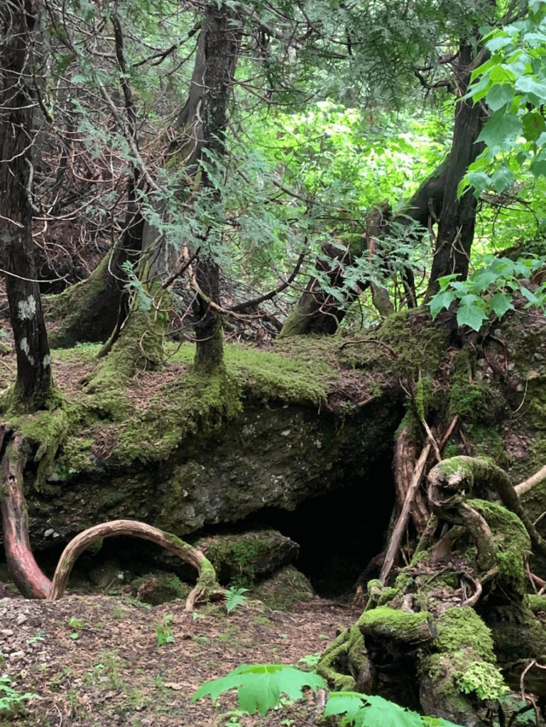 Twisted trees and moss-covered ground in the Magic Forest, sur le sentier de la forêt magique.