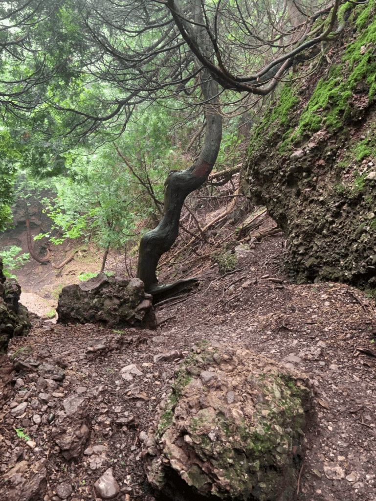 Twisted trees and moss-covered ground in the Magic Forest, sur le sentier de la forêt magique.