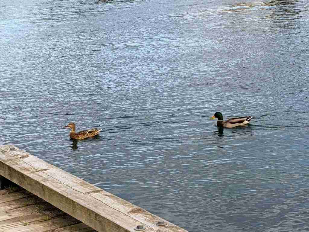 ducks swimming in Little Tub Harbour near Tobermory's marina