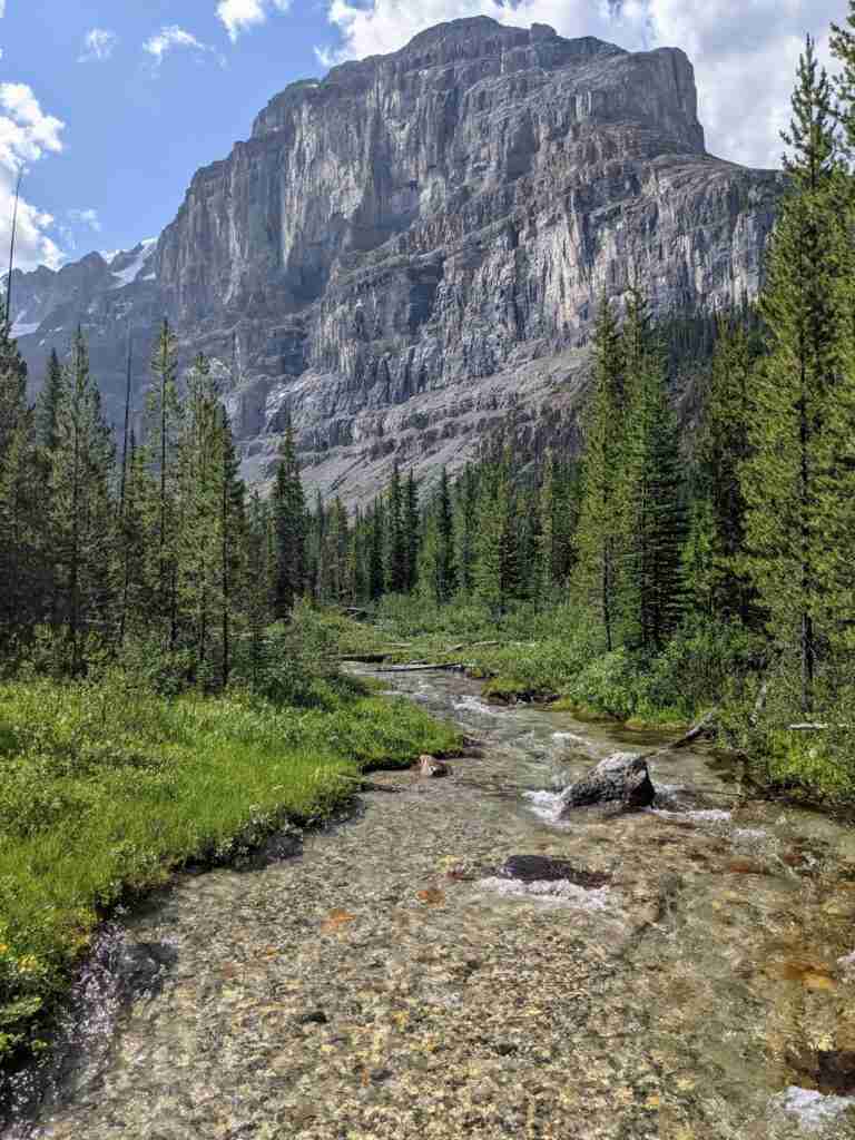 clear stream bordered by tall conifers with mountain in the backdrop on the Stanley Glacier Hike