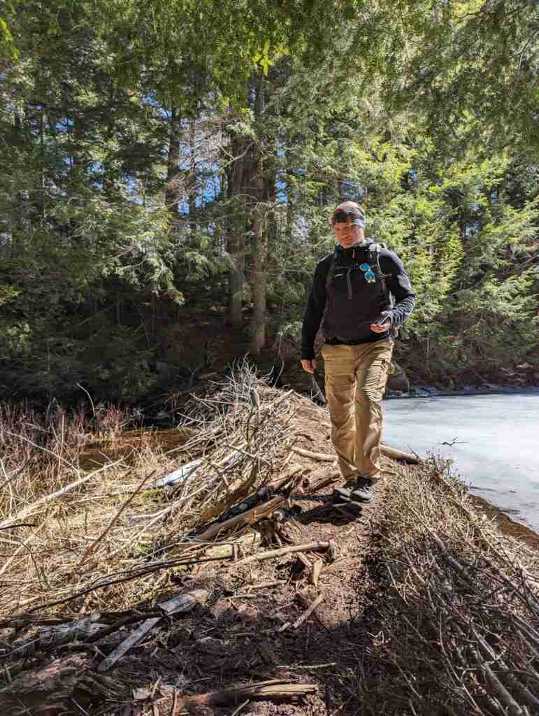 hiker following the trail over a beaver dam