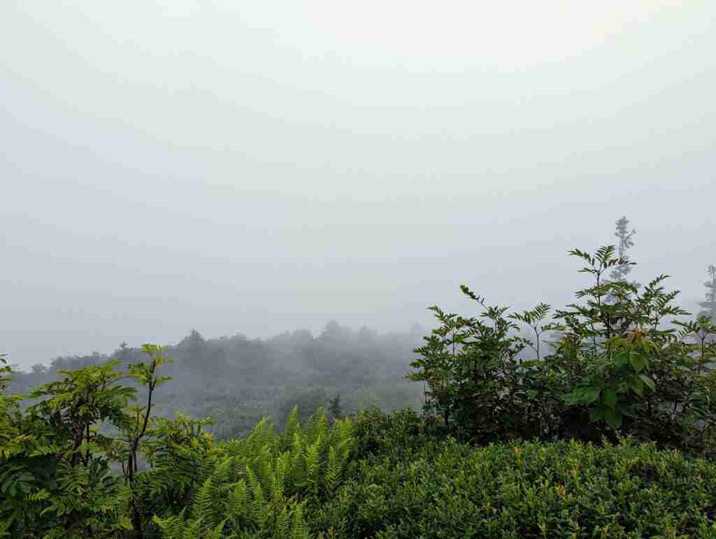 foggy scene in the forest