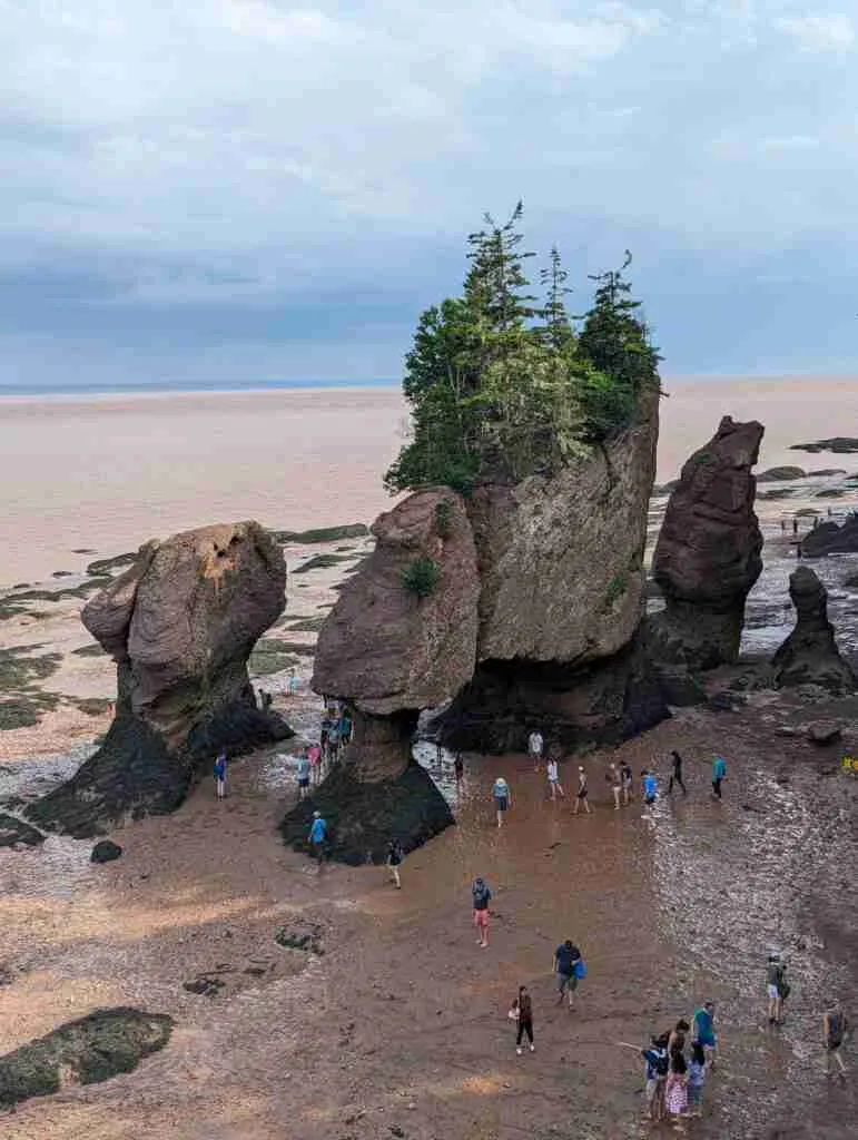 visitors walking on the ocean floor among the sea stacks at low tide in Hopewell Rocks Provincial Park