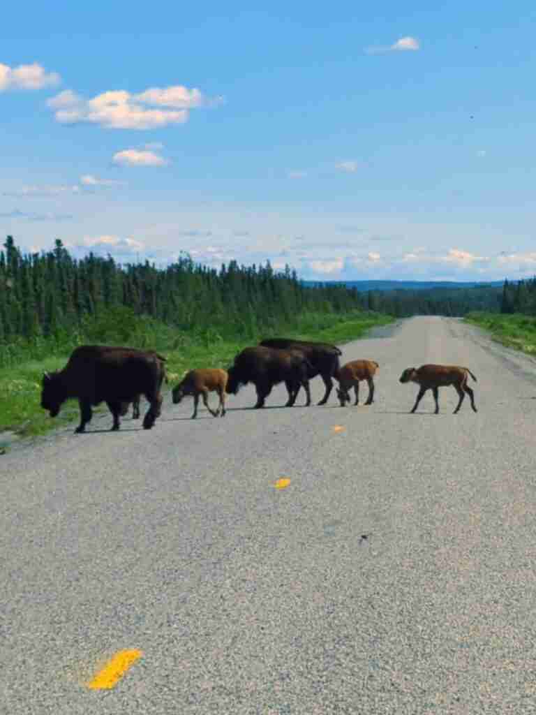 herd of bison crossing the road in the Bison Sanctuary