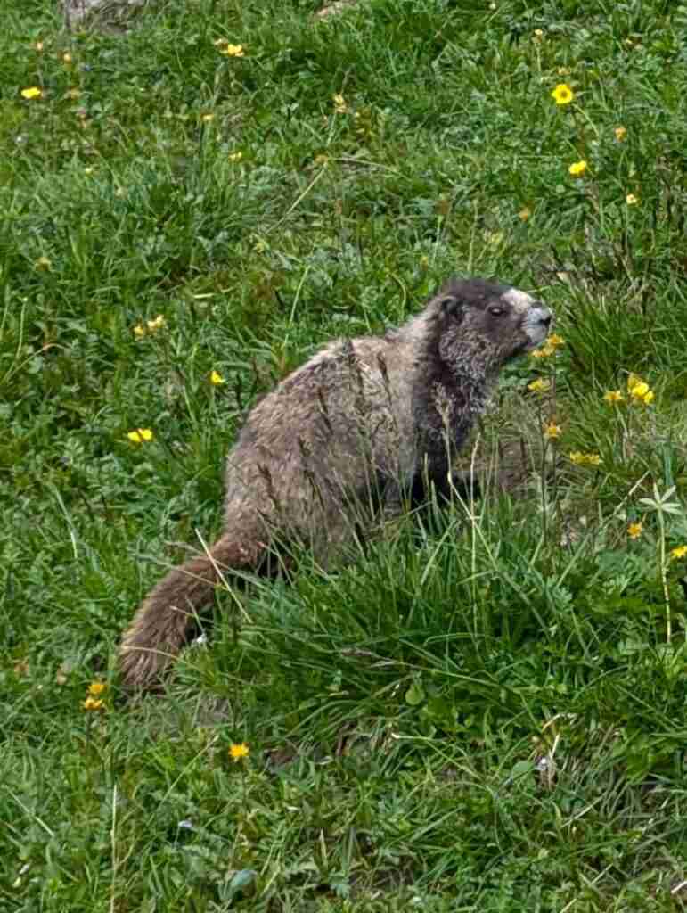 mountain marmot