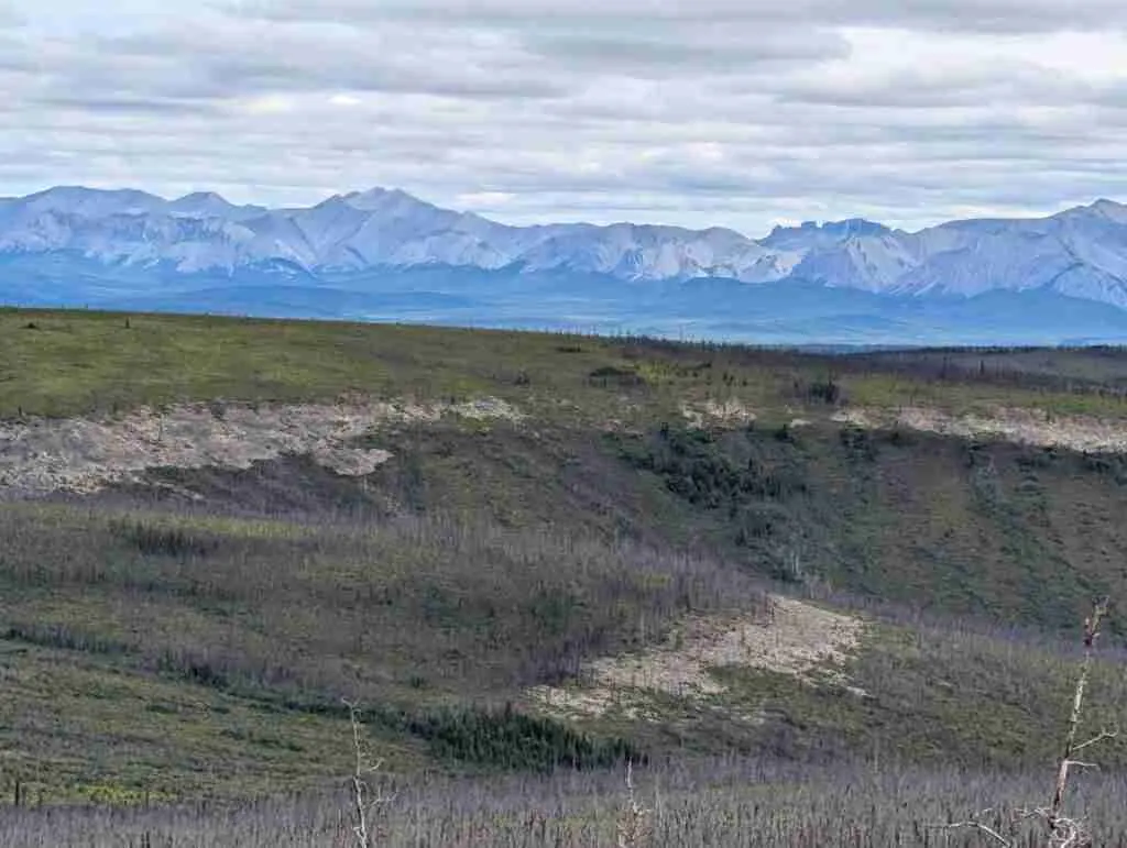 views of grey mountains in the distance with the remnants of a forest burnt by a forest fire years earlier on the Dempster Highway