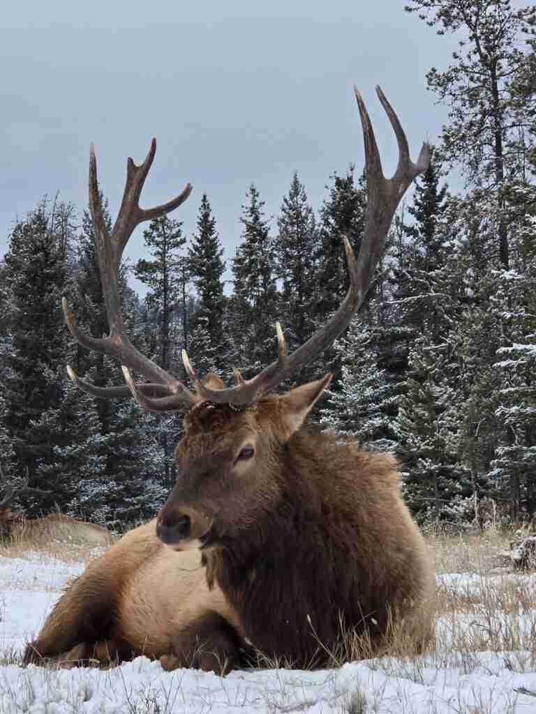 wapiti avec de grands bois couché dans un champ avec des pins en arrière-plan