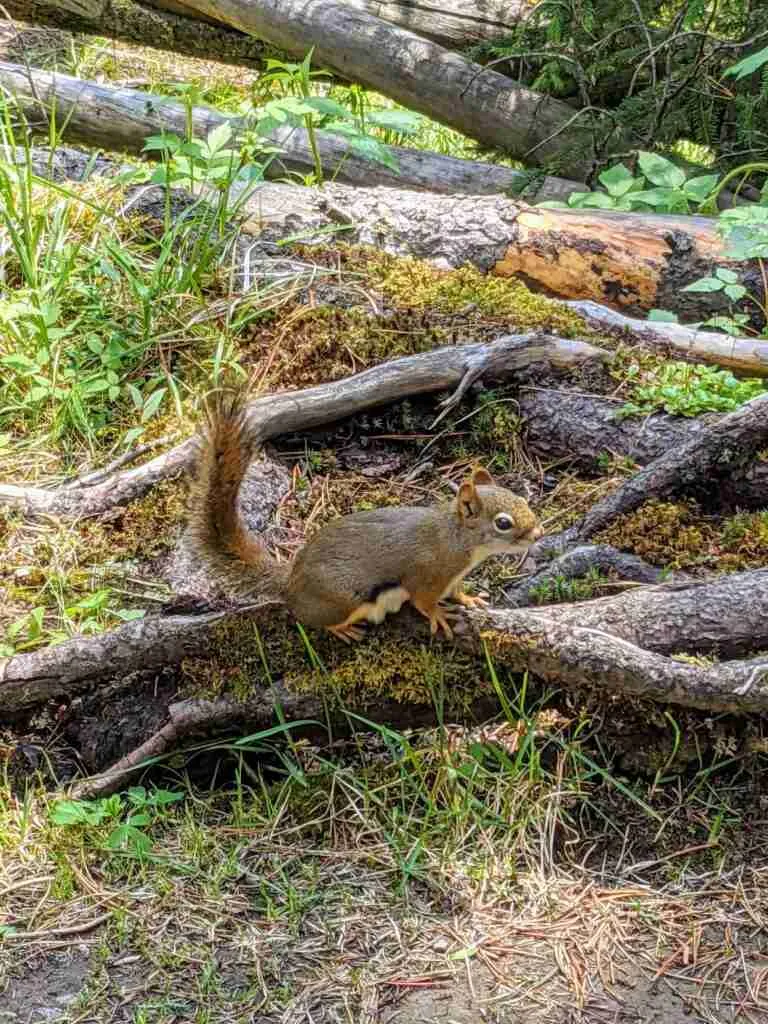 squirel on a root in forest