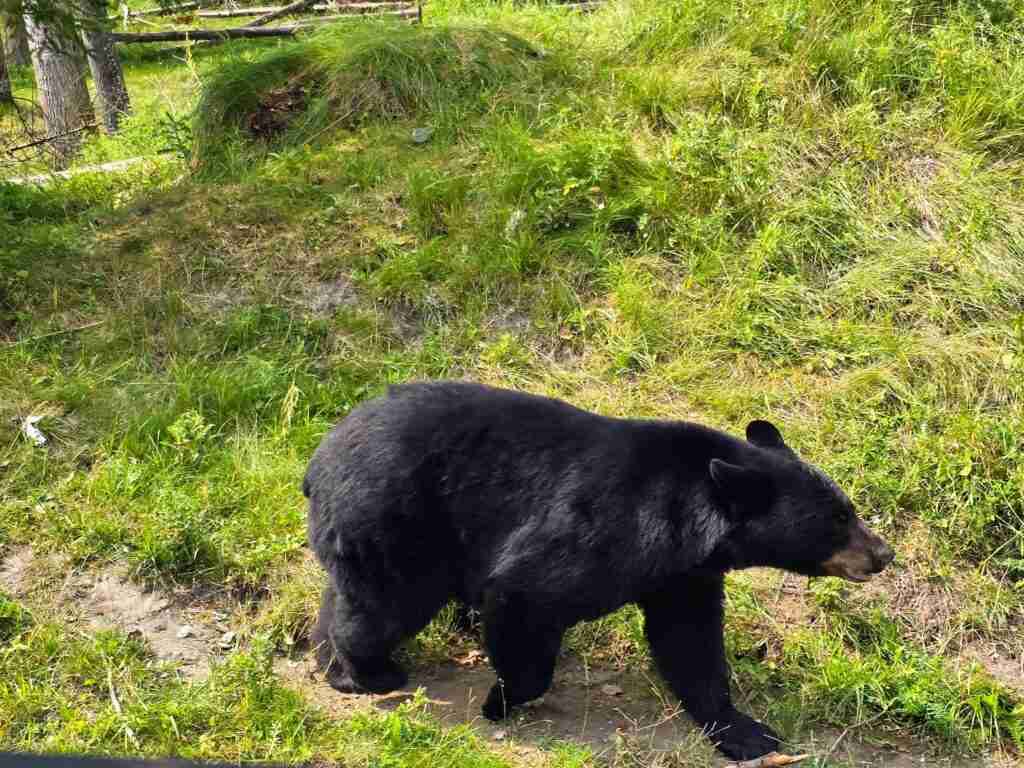 black bear walking on a trail