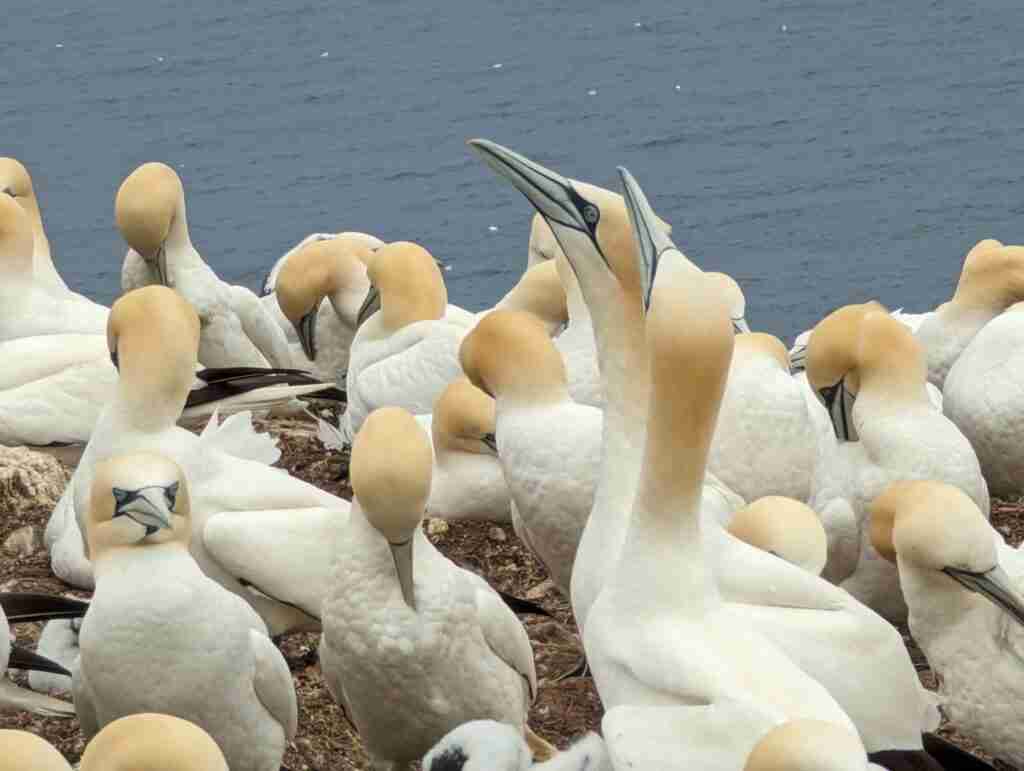 colonie de fous de Bassans sur l'île Bonaventure