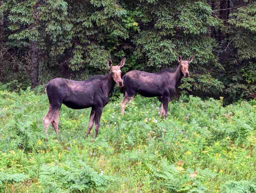 deux orignaux en bord de route dans une aire forestière