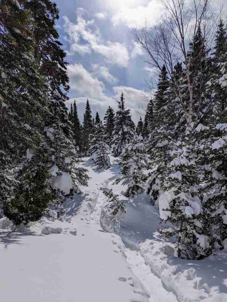 un sentier enneigé dans une forêt du parc national de la Gaspésie