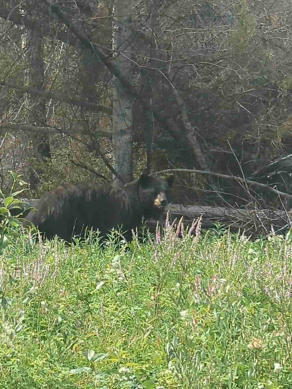 black bear in standing by a fallen tree