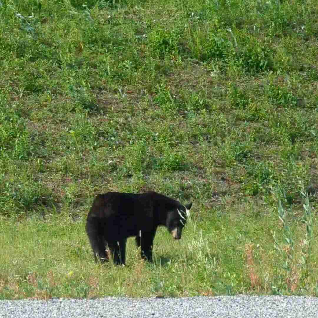 black bear by the side of the road