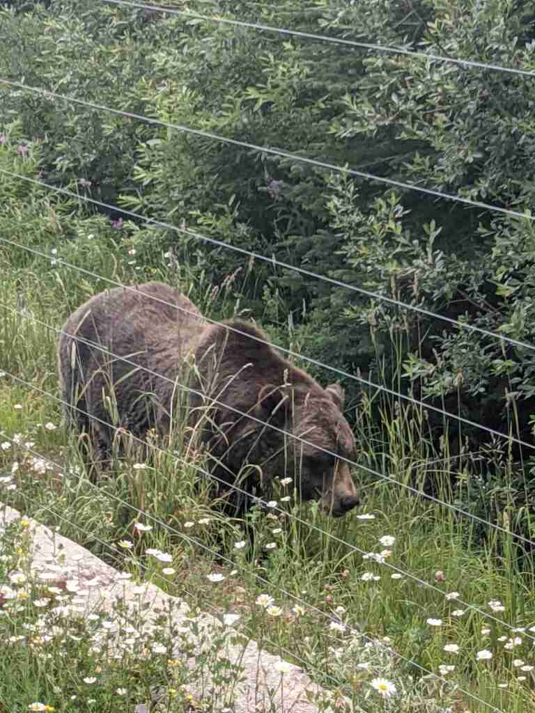 grizzly bear walking near the treeline
