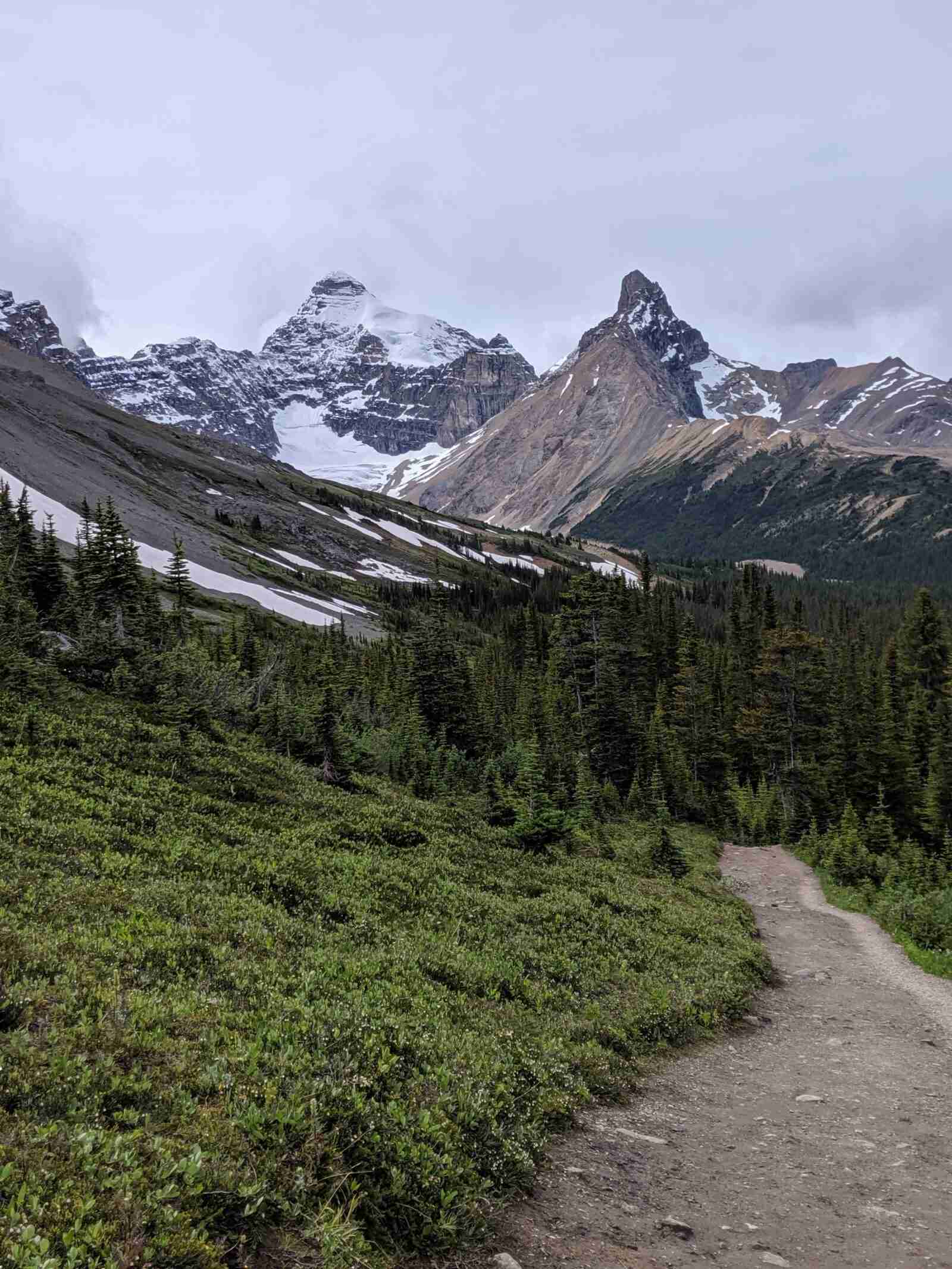 wide dirt trail of Parker Ridge Hike going into a conifer forest with snowy mountains behind the forest