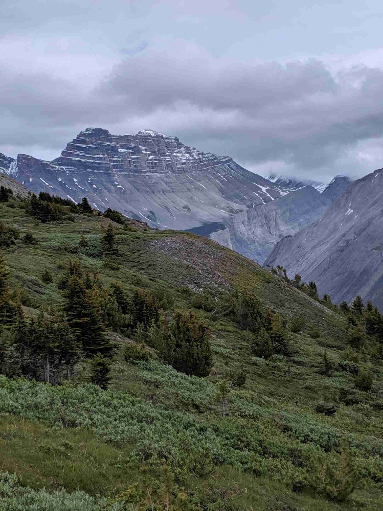 meadow with small scattered trees on the Parker Ridge Hike near the crest with rocky mountains in the background